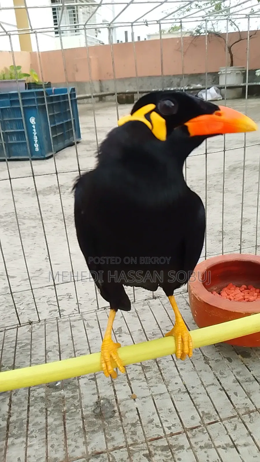 Moina Bird for sale