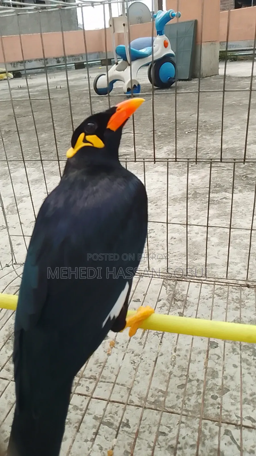 Moina Bird for sale