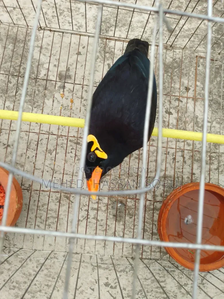 Moina Bird for sale