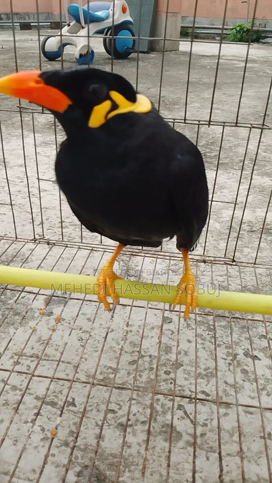 Moina Bird for sale