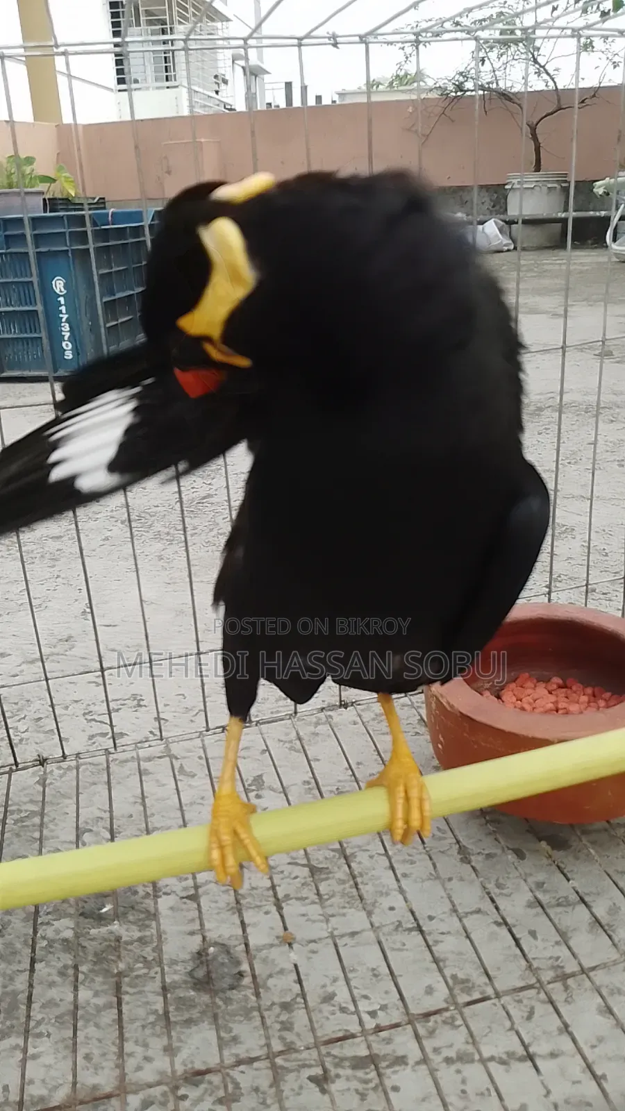 Moina Bird for sale