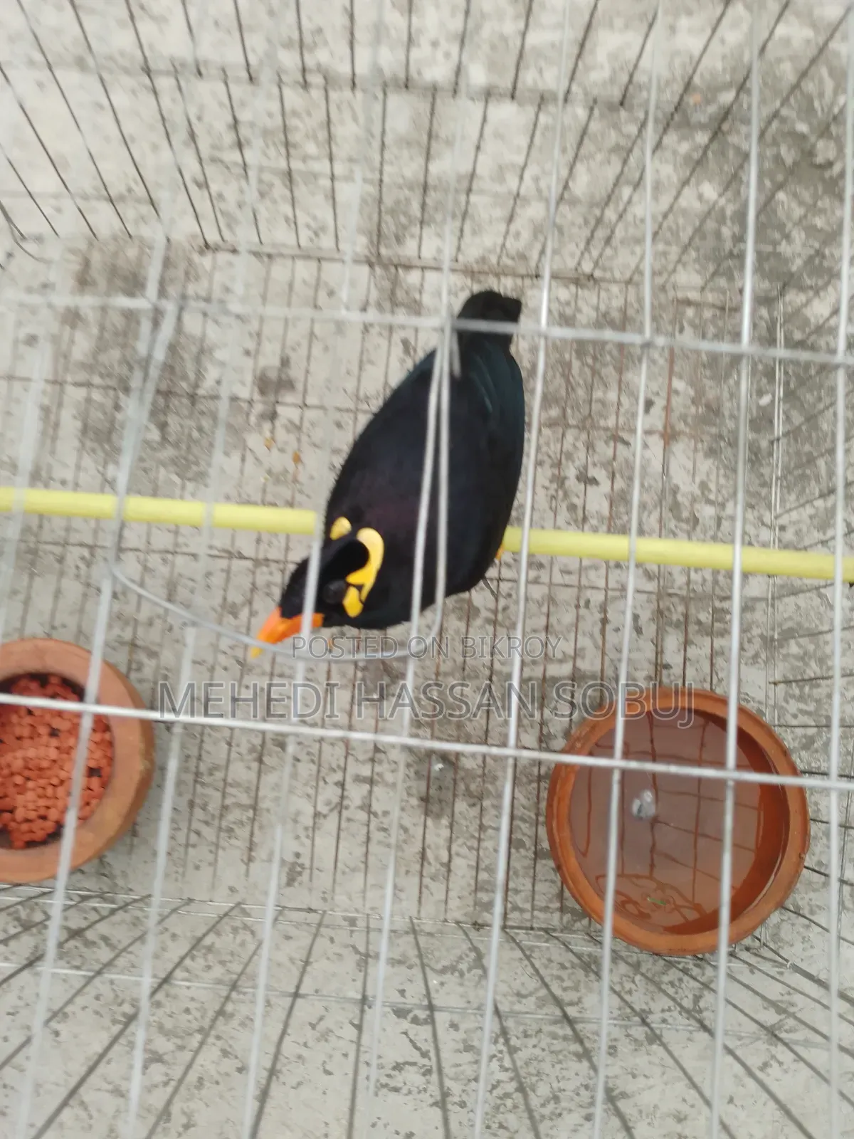 Moina Bird for sale