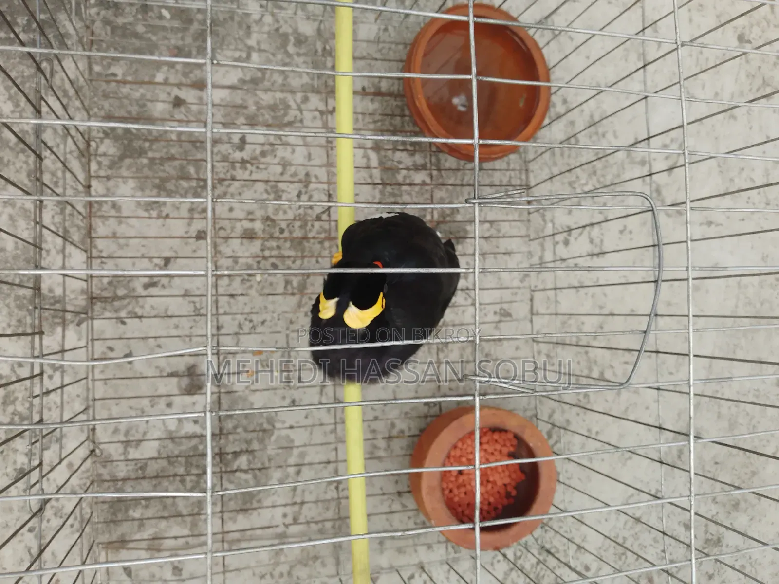 Moina Bird for sale