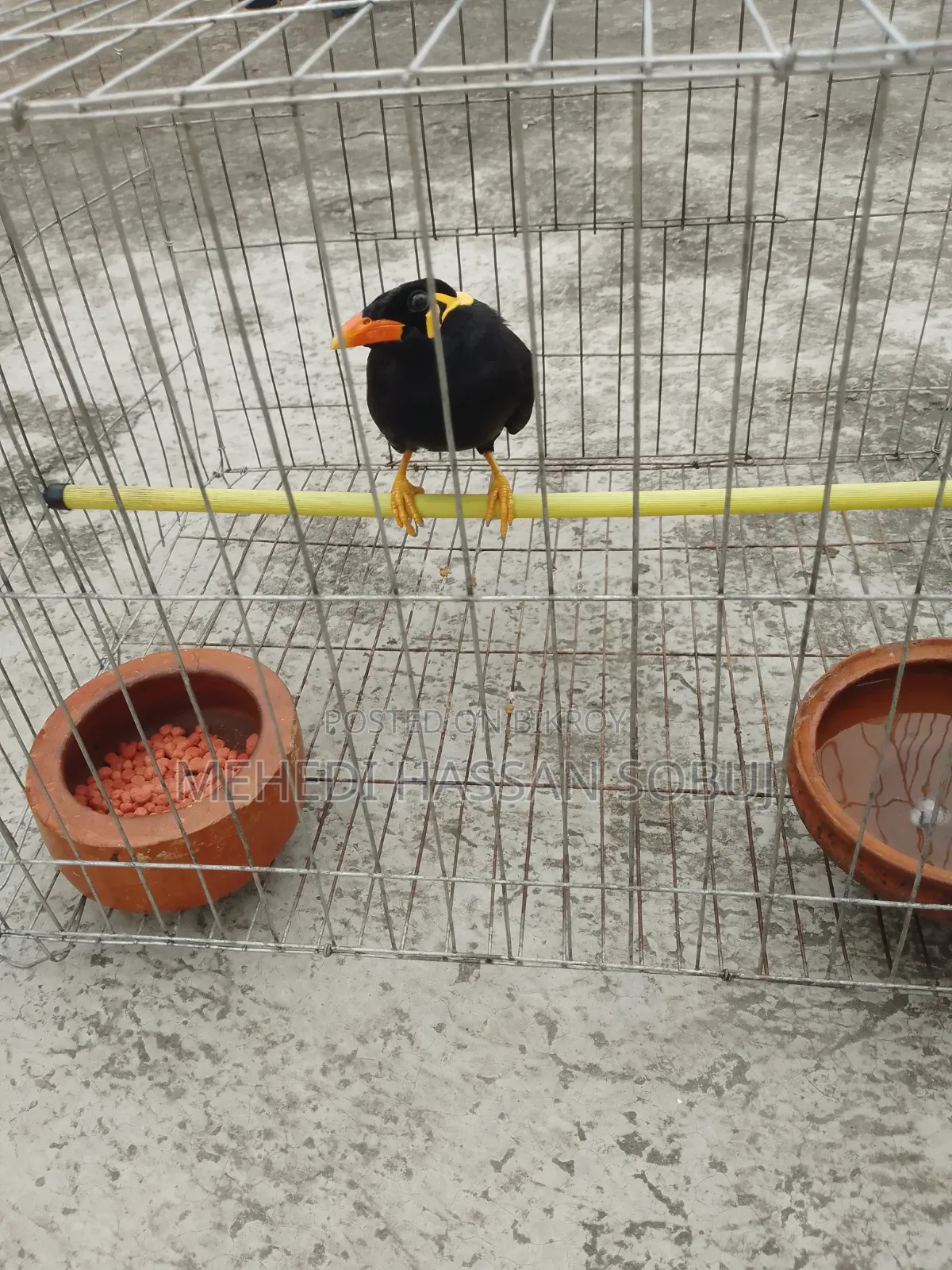 Moina Bird for sale