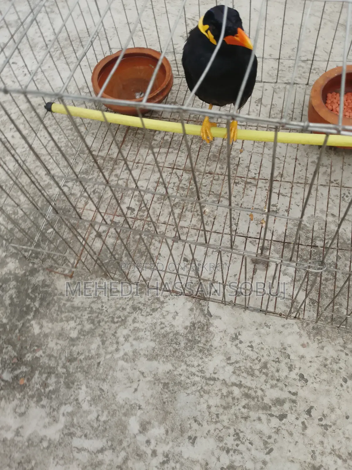 Moina Bird for sale