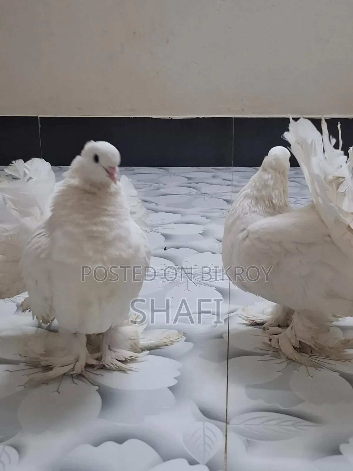 Lakha Pigeon