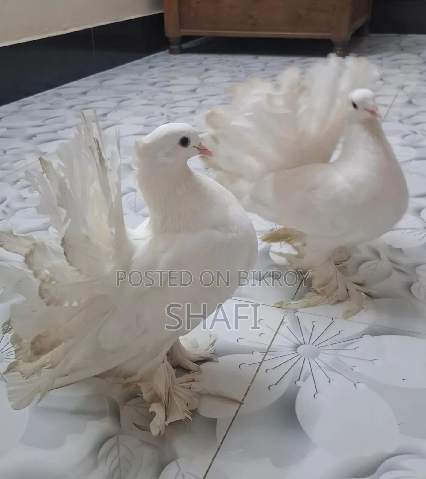Lakha Pigeon