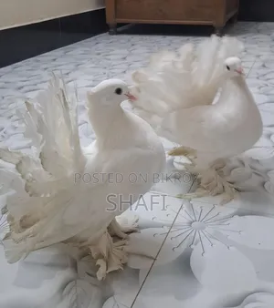 Lakha Pigeon