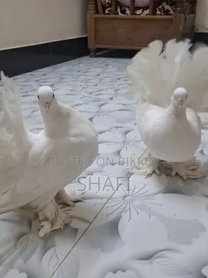 Lakha Pigeon