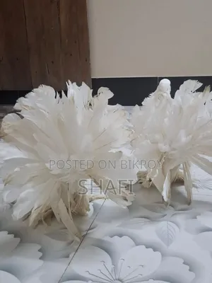 Lakha Pigeon