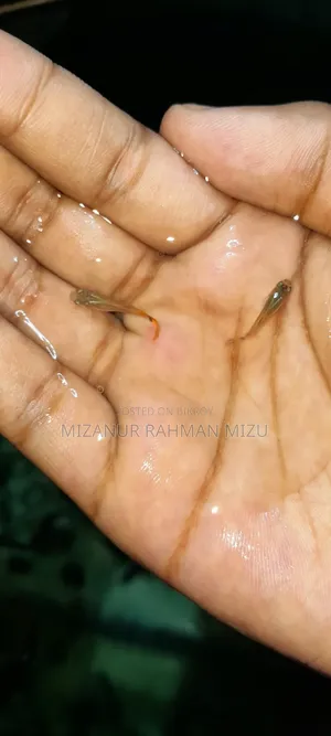 Red Tail Guppy Fish