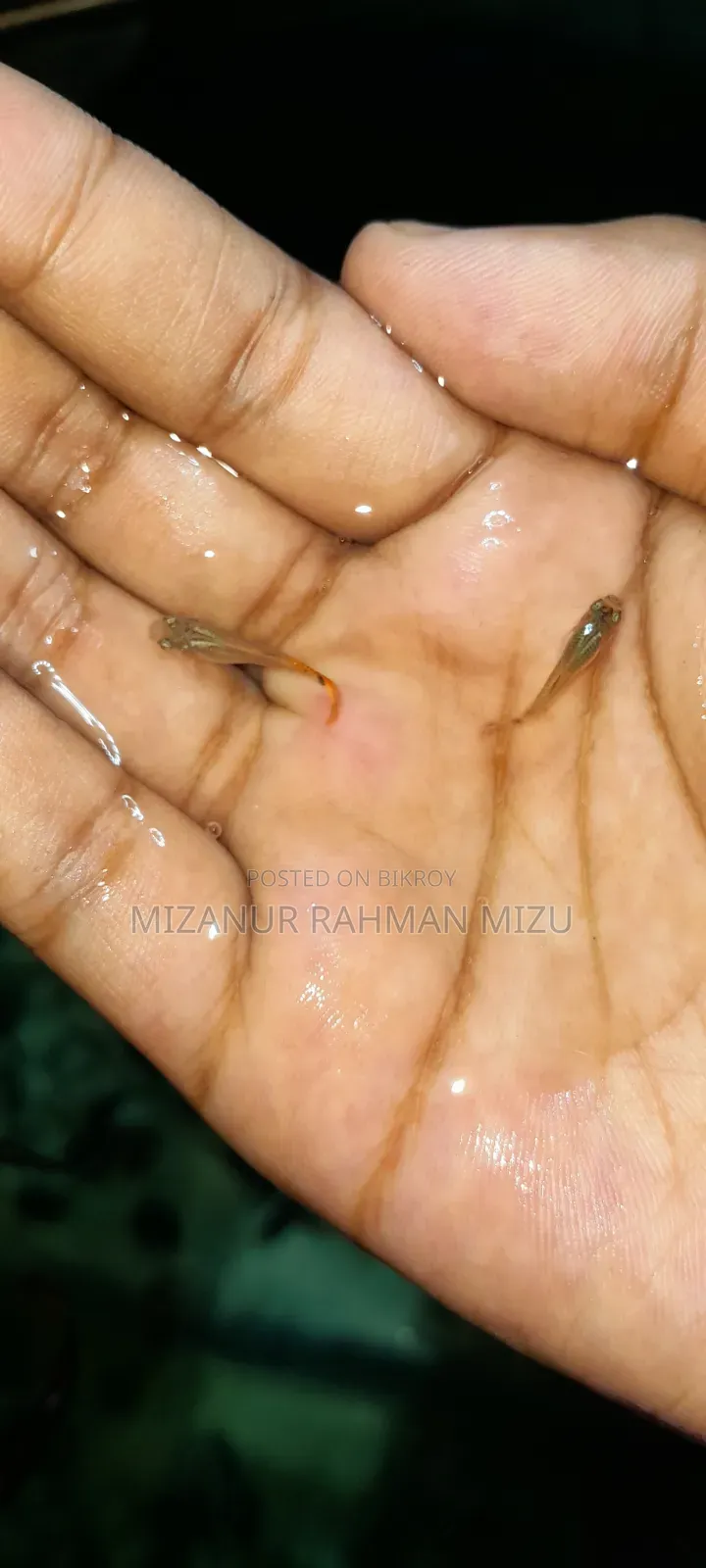 Red Tail Guppy Fish