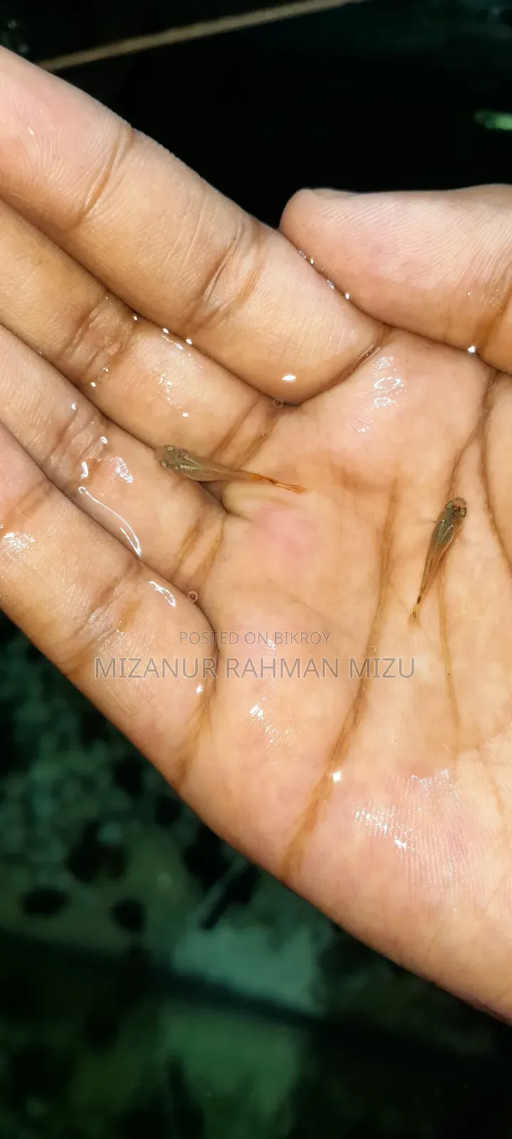 Red Tail Guppy Fish