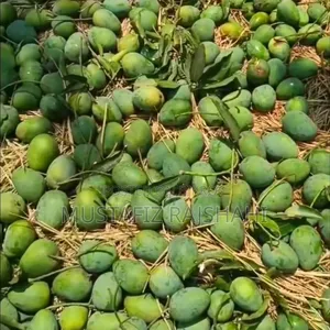 Famous Himsagar Mango from Rajshahi | Directly from the orchard | Home delivery.