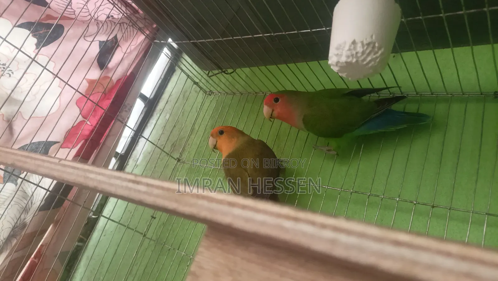 One pair of full adult Lovebirds