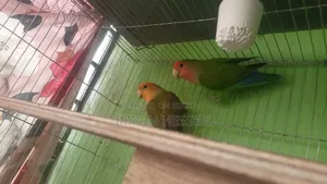 One pair of full adult Lovebirds
