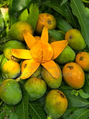 রাজশাহীর বিখ্যাত হিমসাগর আম | সরাসরি বাগান থেকে | হোম ডেলিভারি।