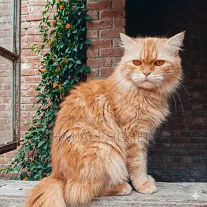 1+ year Female Purebred Persian