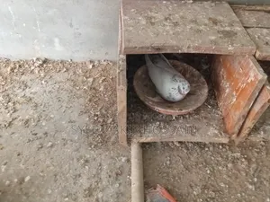 ডিম বাচ্চা রানিং কবুতর হাত বদল।