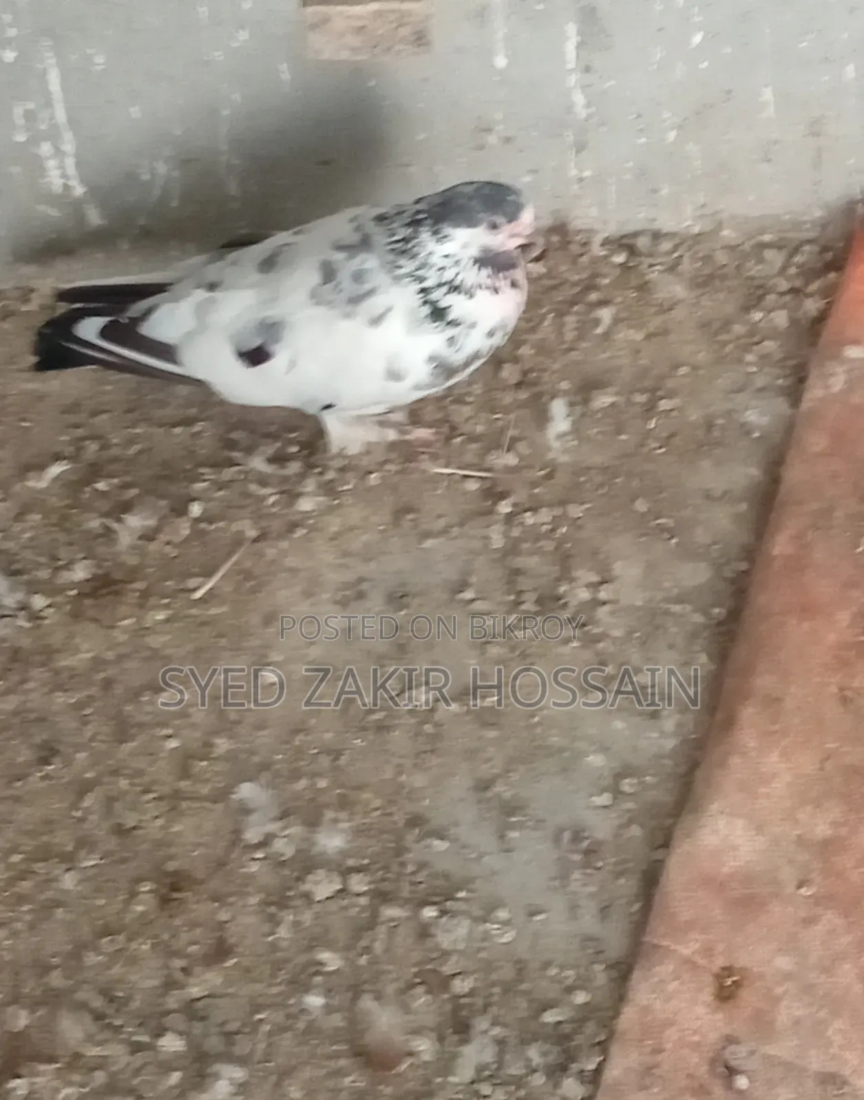 Running Pigeons with Eggs and Chicks for Sale