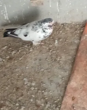 Running Pigeons with Eggs and Chicks for Sale