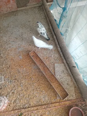 Running Pigeons with Eggs and Chicks for Sale