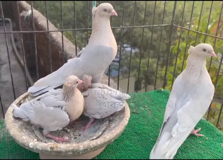 Pair with chicks for sale. #Pigeon #PigeonMarket