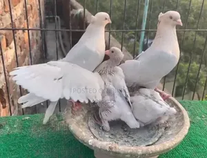 Pair with chicks for sale. #Pigeon #PigeonMarket