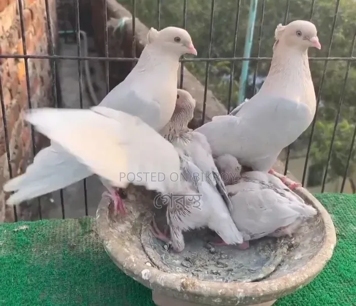 Pair with chicks for sale. #Pigeon #PigeonMarket