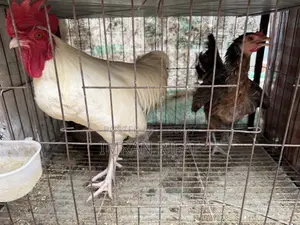 দেশি মুরগি