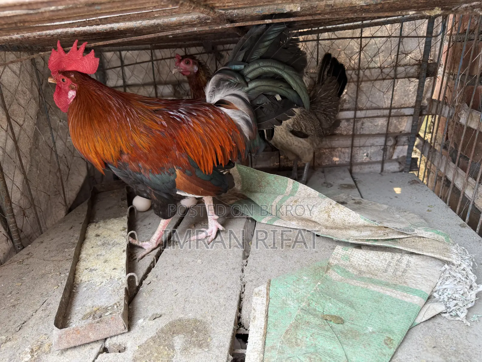 দেশি মুরগি