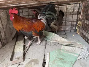 দেশি মুরগি