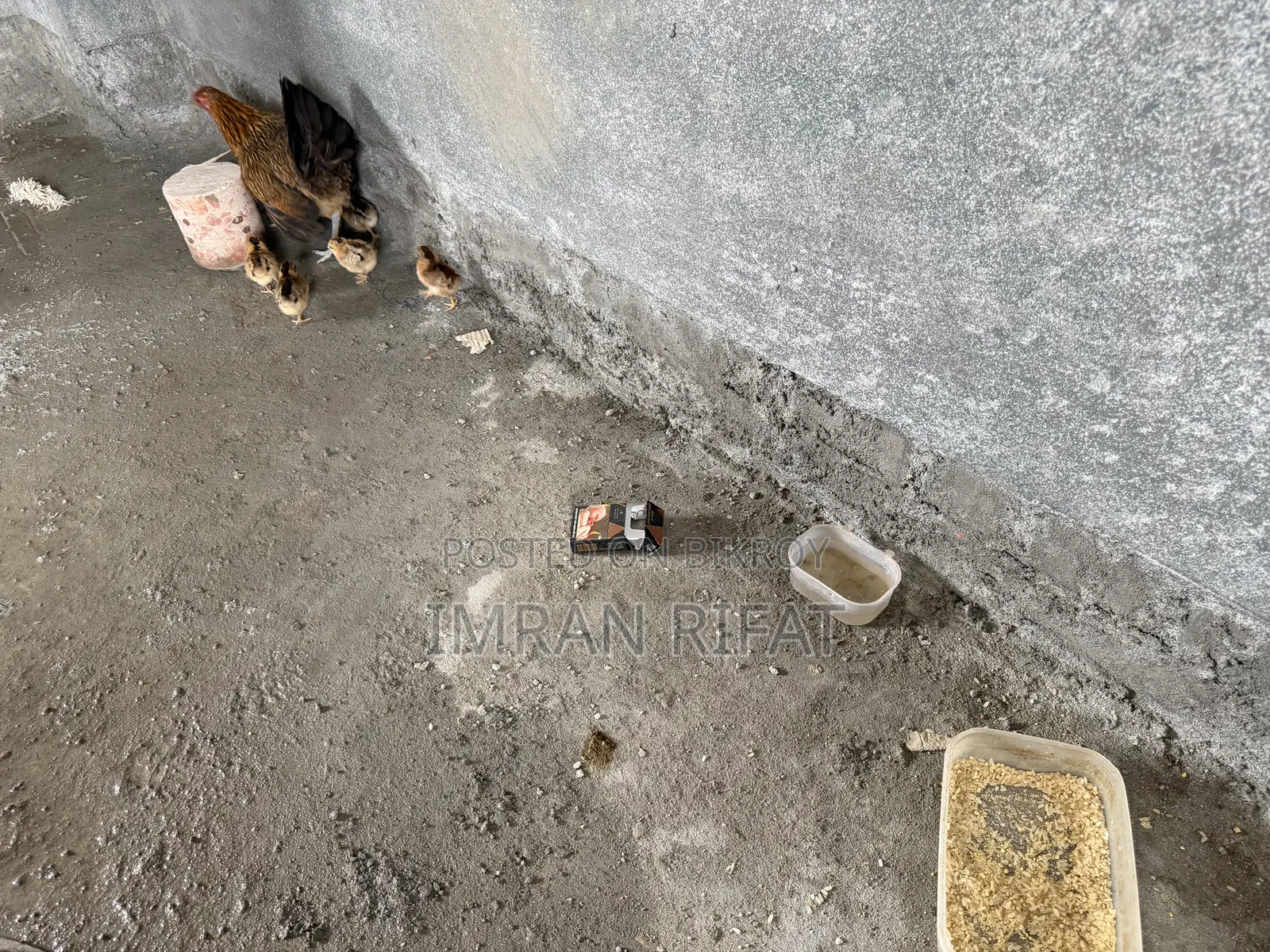 দেশি মুরগি