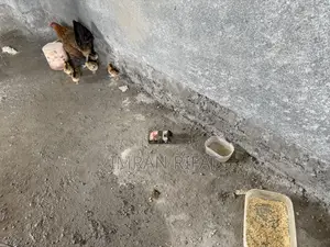দেশি মুরগি