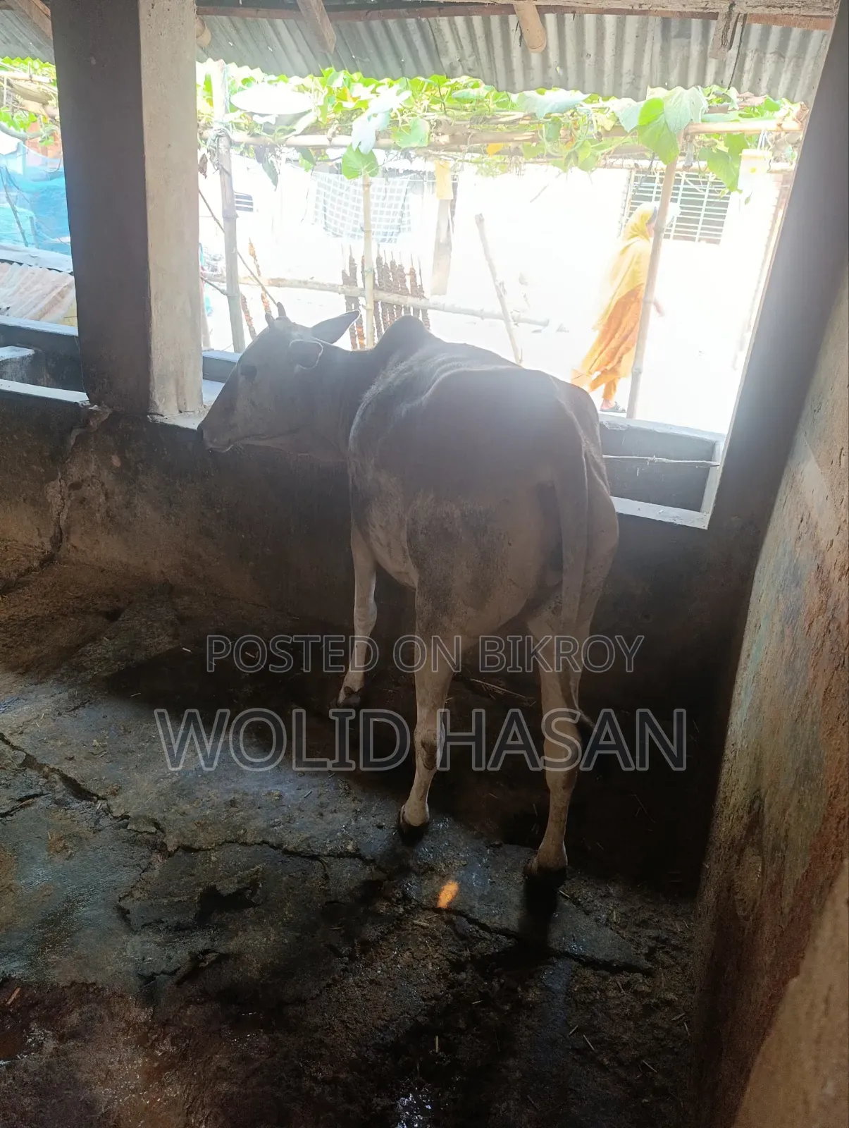 দুই টা দেশী গাভীন গরু বিক্রি হবে