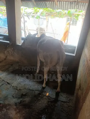 দুই টা দেশী গাভীন গরু বিক্রি হবে