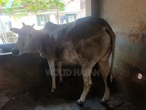 দুই টা দেশী গাভীন গরু বিক্রি হবে