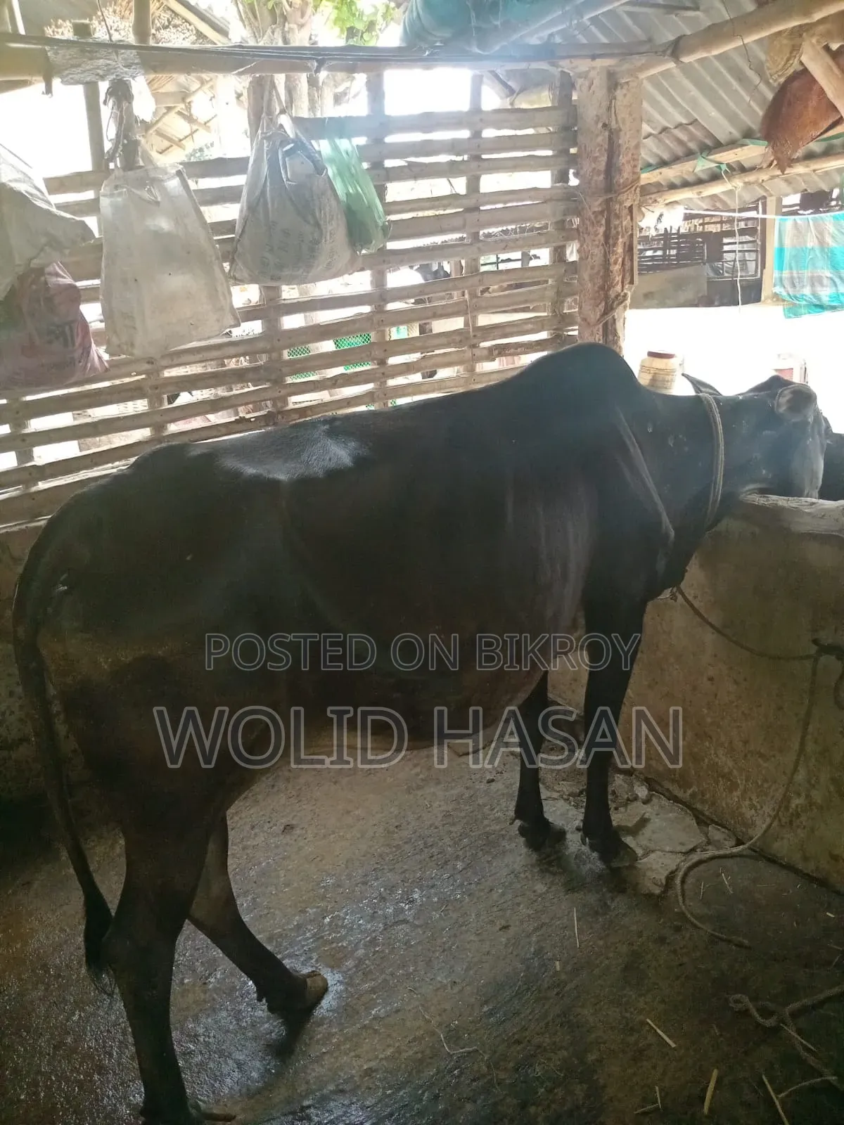 দুই টা দেশী গাভীন গরু বিক্রি হবে