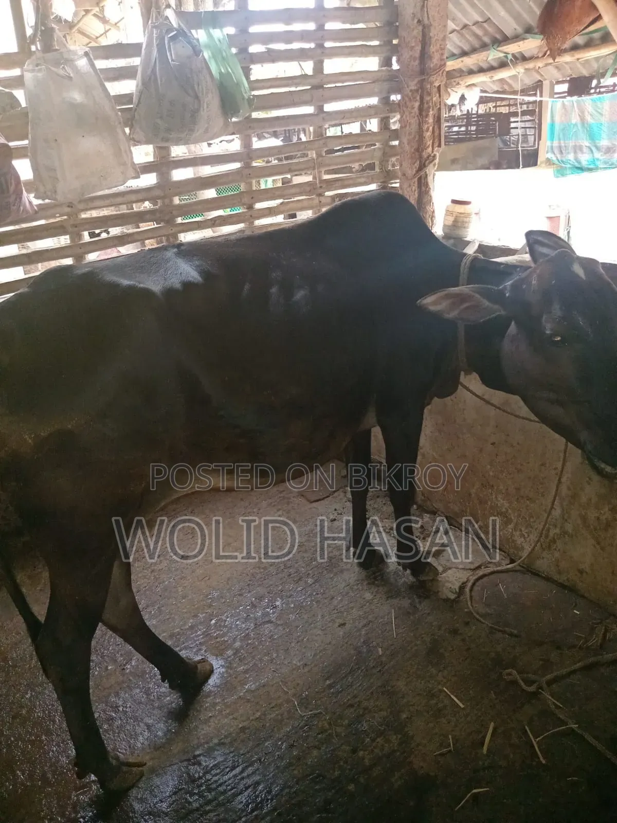 দুই টা দেশী গাভীন গরু বিক্রি হবে