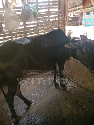 দুই টা দেশী গাভীন গরু বিক্রি হবে