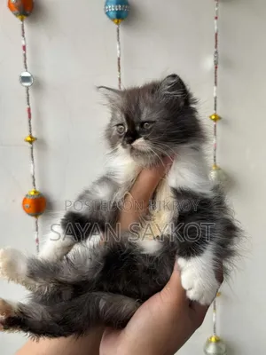 1-3 months Male Purebred Persian
