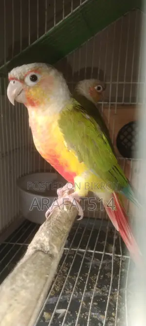 পাখি সেল