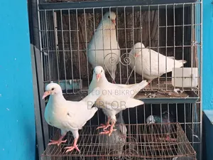 কিং পিজন