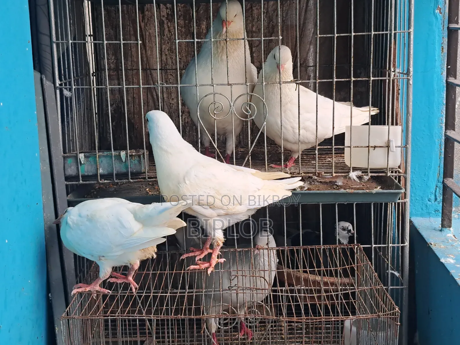 King Pigeon