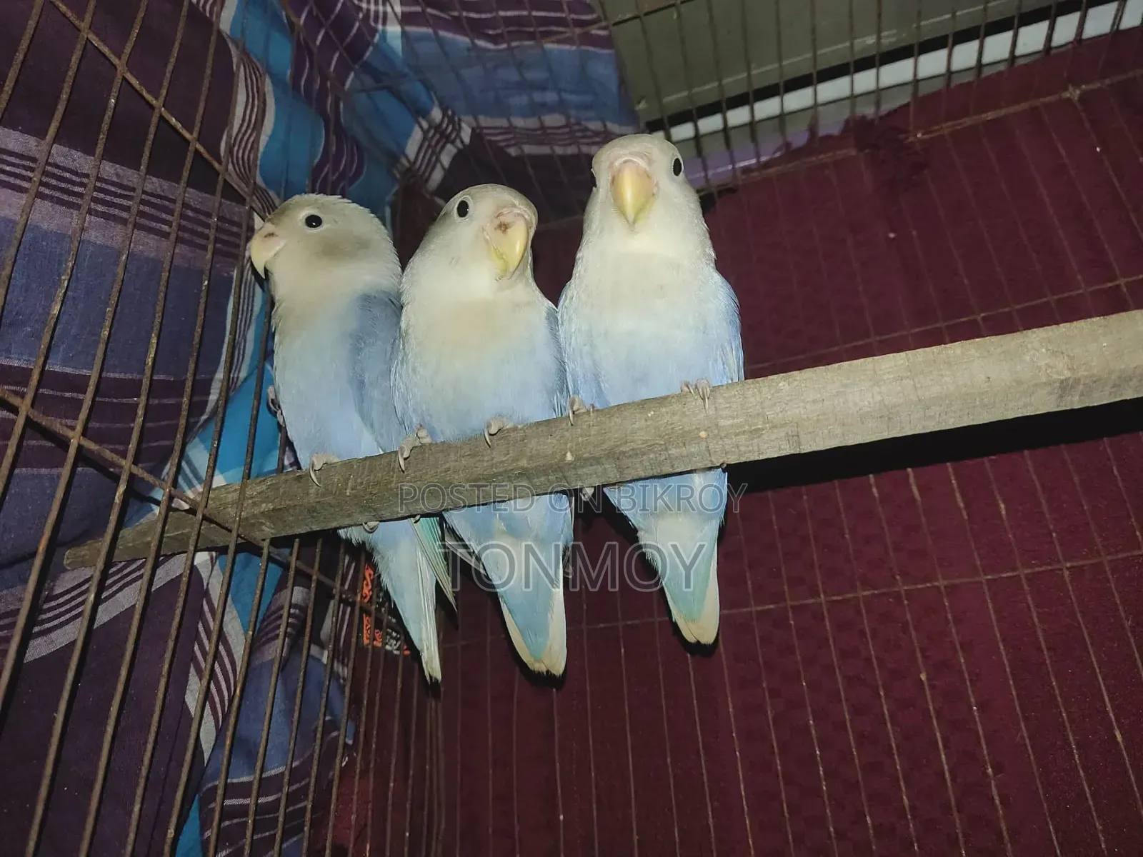 Lovebird Baby