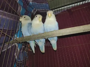 Lovebird Baby