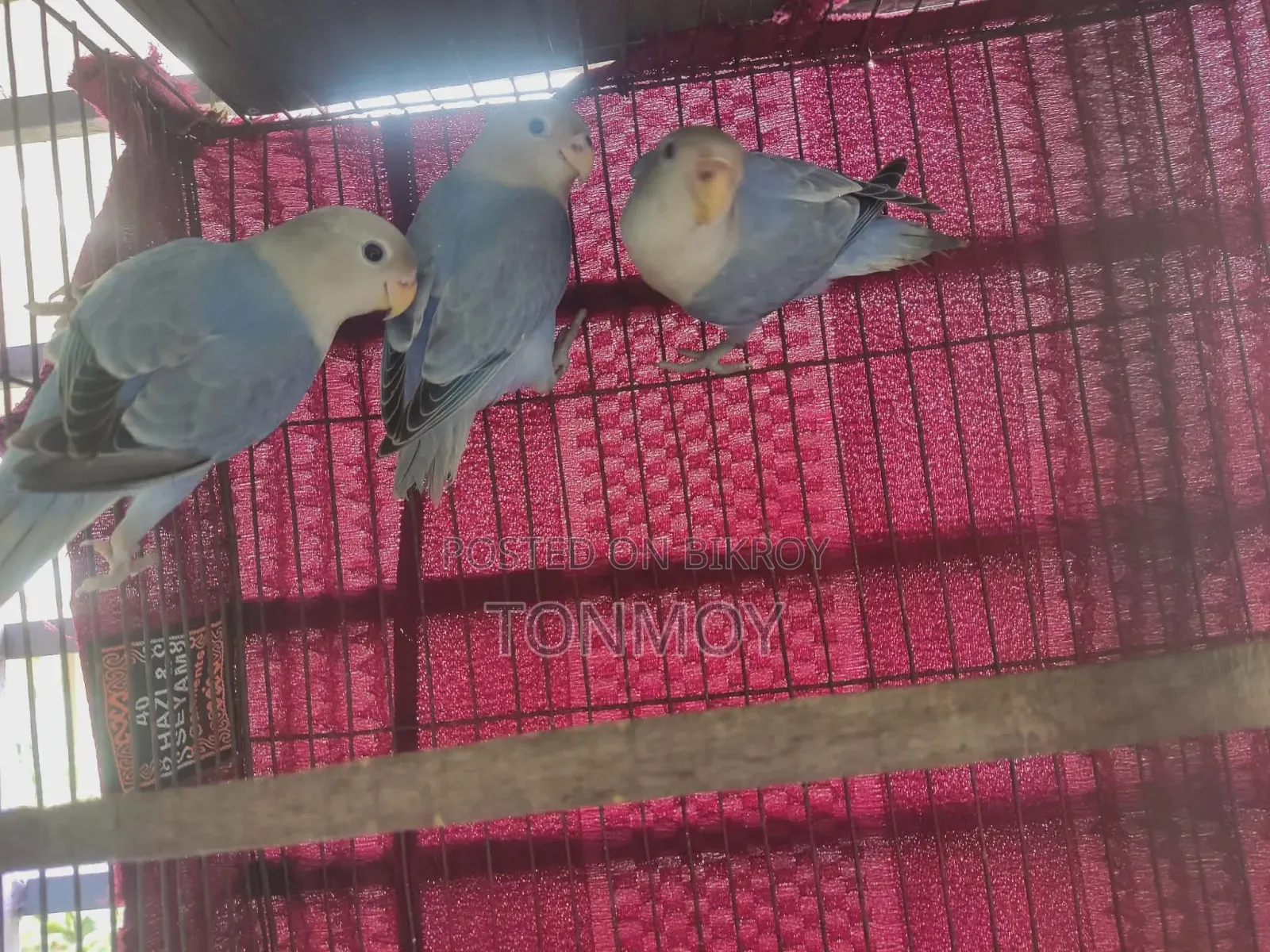 Lovebird Baby