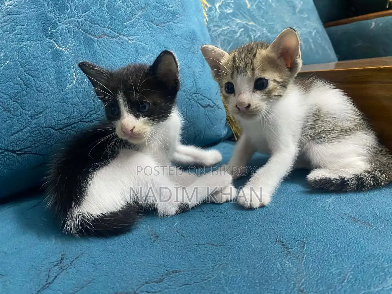1-3 Months Male Purebred Bengal