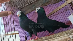 মুক্ষি মাদি কবুতর বিক্রি হবে