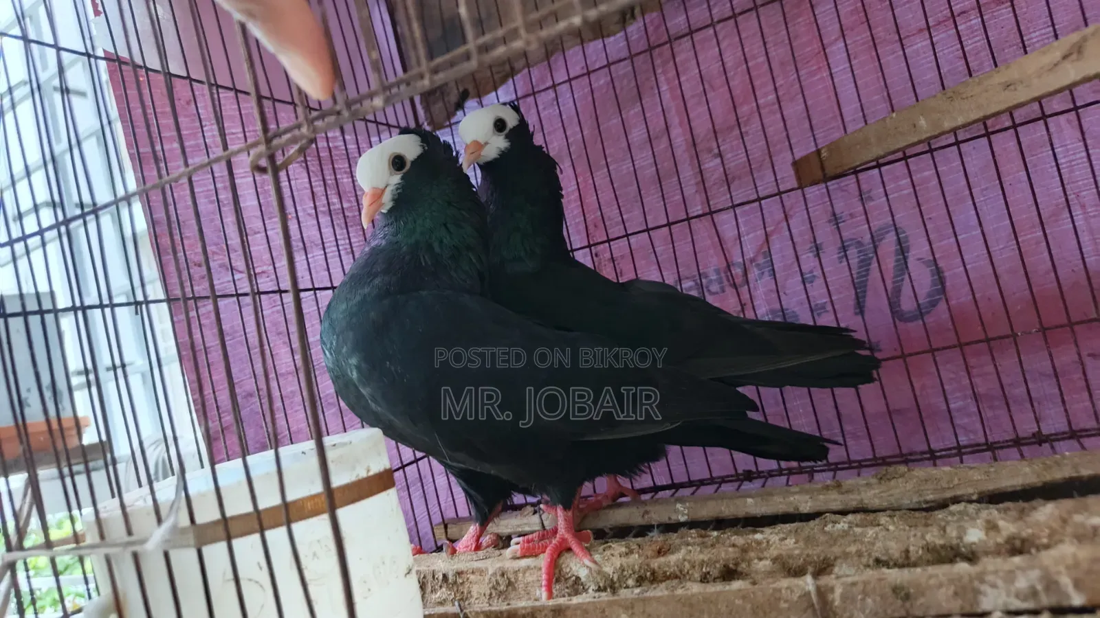 Mukkhi female pigeon for sale